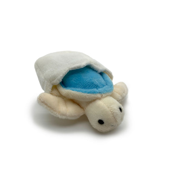 BUZZ BLUE HATCHLING TURTLE